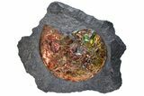 Brilliant Red Ammonite Preserved In Precious Ammolite #222716-3